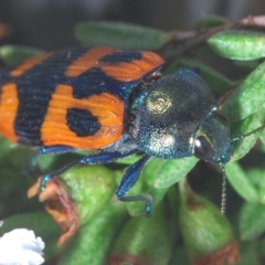 Castiarina delectabilis at Kosciuszko National Park, NSW - 3 Feb 2020