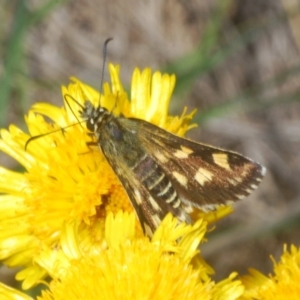 Hesperilla munionga at Kosciuszko National Park, NSW - 3 Feb 2020