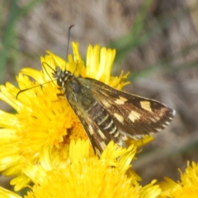 Hesperilla munionga (Alpine Sedge-Skipper) at Kosciuszko National Park, NSW - 3 Feb 2020 by Harrisi