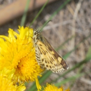 Hesperilla munionga at Kosciuszko National Park, NSW - 3 Feb 2020