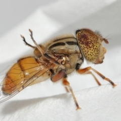 Eristalinus punctulatus (Golden Native Drone Fly) at Evatt, ACT - 1 Jan 2017 by TimL