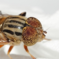 Eristalinus punctulatus at Evatt, ACT - 1 Jan 2017 06:05 PM