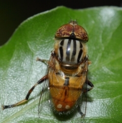 Eristalinus punctulatus at Evatt, ACT - 1 Jan 2017 06:05 PM