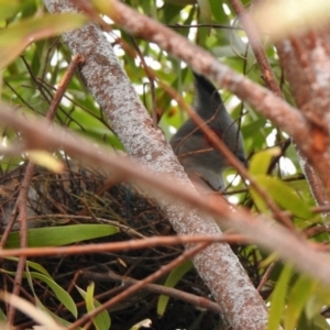 Ocyphaps lophotes at Aranda, ACT - 28 Jan 2020