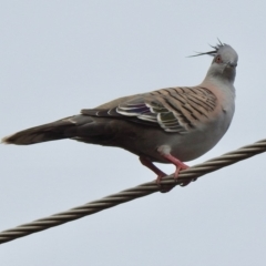 Ocyphaps lophotes at Aranda, ACT - 28 Jan 2020