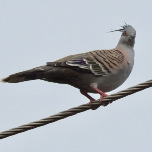 Ocyphaps lophotes at Aranda, ACT - 28 Jan 2020