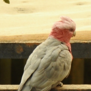 Eolophus roseicapilla at Aranda, ACT - 30 Jan 2020