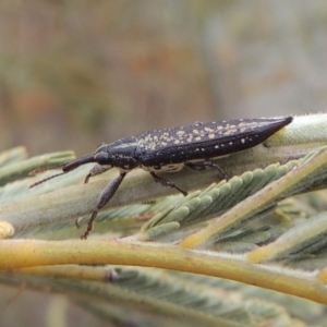 Rhinotia sp. (genus) at Tennent, ACT - 15 Dec 2019 07:11 PM