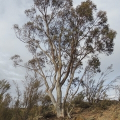 Eucalyptus rossii (Inland Scribbly Gum) at Tennent, ACT - 15 Dec 2019 by MichaelBedingfield