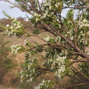 Kunzea ericoides at Tennent, ACT - 15 Dec 2019 08:06 PM