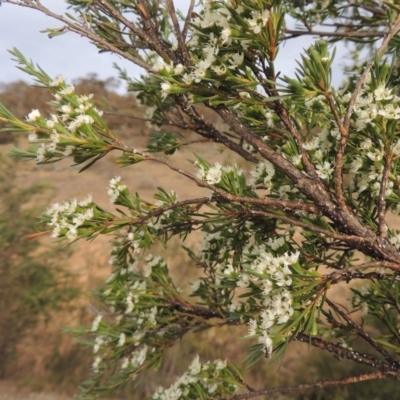 Kunzea ericoides (Burgan) at Tennent, ACT - 15 Dec 2019 by michaelb