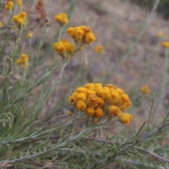 Chrysocephalum semipapposum (Clustered Everlasting) at Gigerline Nature Reserve - 15 Dec 2019 by MichaelBedingfield