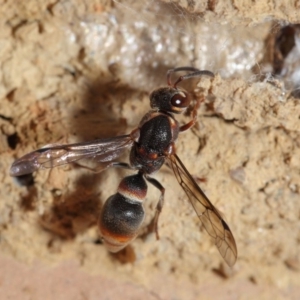 Euodynerus sp. (genus) at Evatt, ACT - 17 Jan 2017 03:13 PM