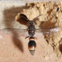 Euodynerus sp. (genus) at Evatt, ACT - 17 Jan 2017 03:13 PM