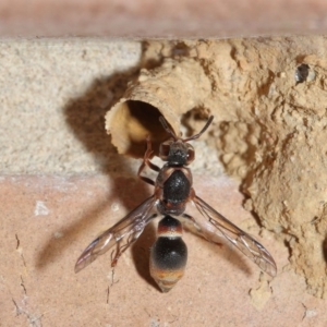 Euodynerus sp. (genus) at Evatt, ACT - 17 Jan 2017 03:13 PM