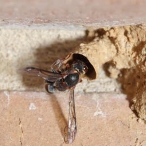 Euodynerus sp. (genus) at Evatt, ACT - 17 Jan 2017 03:13 PM