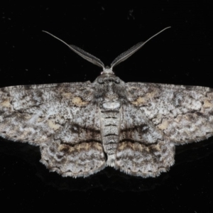 Cleora displicata at Ainslie, ACT - 5 Feb 2020