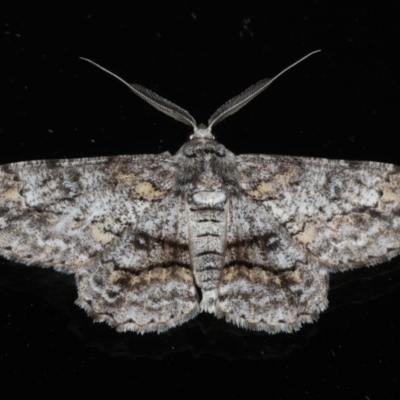 Cleora displicata (A Cleora Bark Moth) at Ainslie, ACT - 5 Feb 2020 by jbromilow50