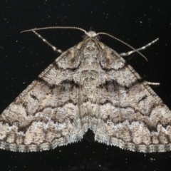 Lipogya exprimataria (Jagged Bark Moth) at Ainslie, ACT - 5 Feb 2020 by jbromilow50