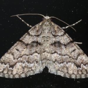 Lipogya exprimataria at Ainslie, ACT - 5 Feb 2020