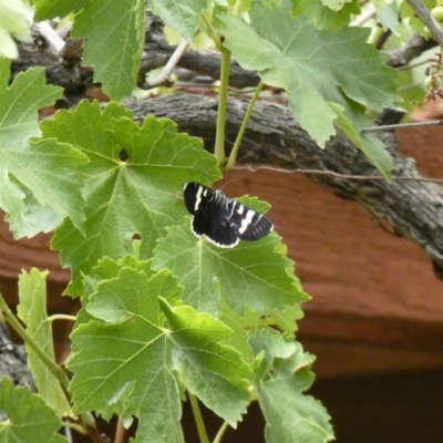 Phalaenoides glycinae (Grapevine Moth) at Hughes, ACT - 6 Feb 2020 by Ct1000