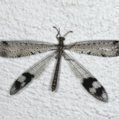 Glenoleon pulchellus (Antlion lacewing) at Ainslie, ACT - 5 Feb 2020 by jb2602