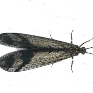 Glenoleon pulchellus at Ainslie, ACT - 5 Feb 2020