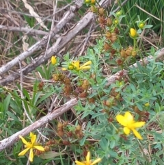Hypericum perforatum (St John's Wort) at Greenway, ACT - 6 Feb 2020 by MichaelBedingfield