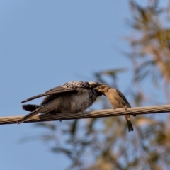 Cacomantis pallidus (Pallid Cuckoo) at Florey, ACT - 4 Feb 2020 by b