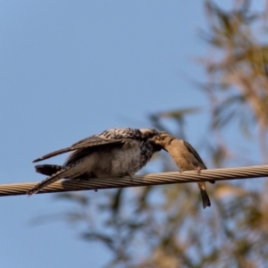 Cacomantis pallidus at Florey, ACT - 4 Feb 2020