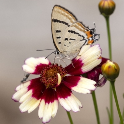 Jalmenus evagoras (Imperial Hairstreak) at Penrose - 30 Dec 2019 by Aussiegall