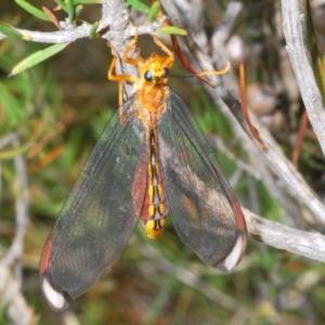 Nymphes myrmeleonoides at Kosciuszko National Park, NSW - 3 Feb 2020 02:59 PM