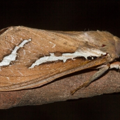 Abantiades latipennis (Brown Ghost Moth, Pindi Moth) at Paddys River, ACT - 14 Mar 2018 by Thommo17