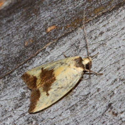 Ageletha hemiteles (Webbing Moth) at Hackett, ACT - 11 Dec 2017 by Thommo17