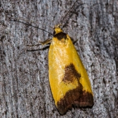 Ageletha hemiteles (Webbing Moth) at Hackett, ACT - 9 Nov 2017 by Thommo17