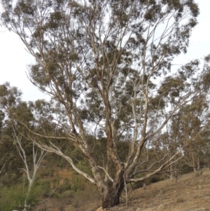 Eucalyptus melliodora at Tennent, ACT - 15 Dec 2019