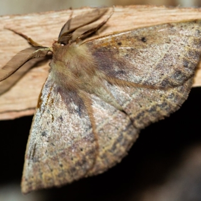 Anthela repleta (Replete Anthelid) at Paddys River, ACT - 11 Nov 2018 by Thommo17