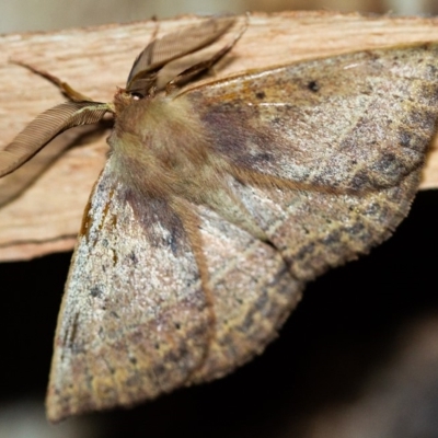 Anthela repleta at Paddys River, ACT - 11 Nov 2018 by Thommo17