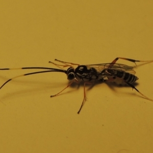 Ichneumonidae (family) at Conder, ACT - 18 Dec 2019