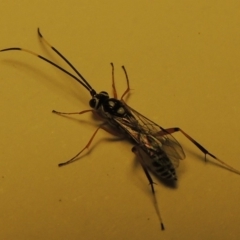 Ichneumonidae (family) at Conder, ACT - 18 Dec 2019