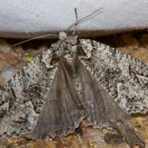 Chlenias ochrocrana at Paddys River, ACT - 18 May 2018 06:42 PM