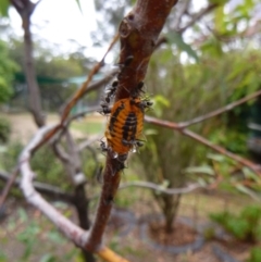 Monophlebulus sp. (genus) (Giant Snowball Mealybug) at Tathra Public School - 6 Feb 2020 by TathraPreschool