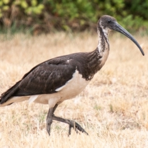 Threskiornis spinicollis at Chapman, ACT - 7 Feb 2020