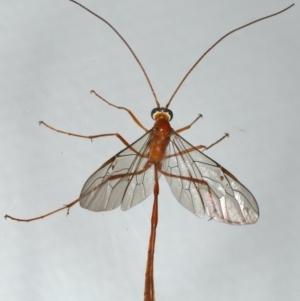 Enicospilus insularis at Ainslie, ACT - 5 Feb 2020