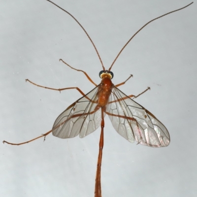 Enicospilus insularis (An Ophionine Wasp) at Ainslie, ACT - 5 Feb 2020 by jbromilow50