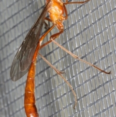 Enicospilus insularis at Ainslie, ACT - 5 Feb 2020