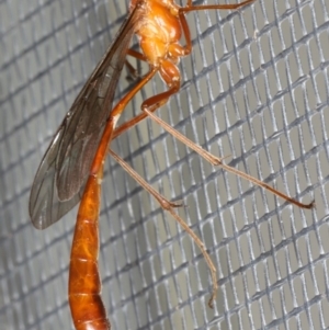 Enicospilus insularis at Ainslie, ACT - 5 Feb 2020