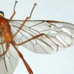 Enicospilus insularis at Ainslie, ACT - 5 Feb 2020