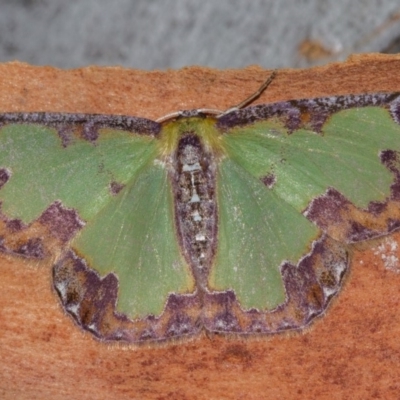 Eucyclodes buprestaria (Bordered Emerald) at Hackett, ACT - 11 Dec 2017 by Thommo17