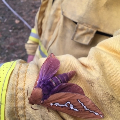 Abantiades hyalinatus (Mustard Ghost Moth) at Cotter River, ACT - 4 Feb 2020 by Jubeyjubes